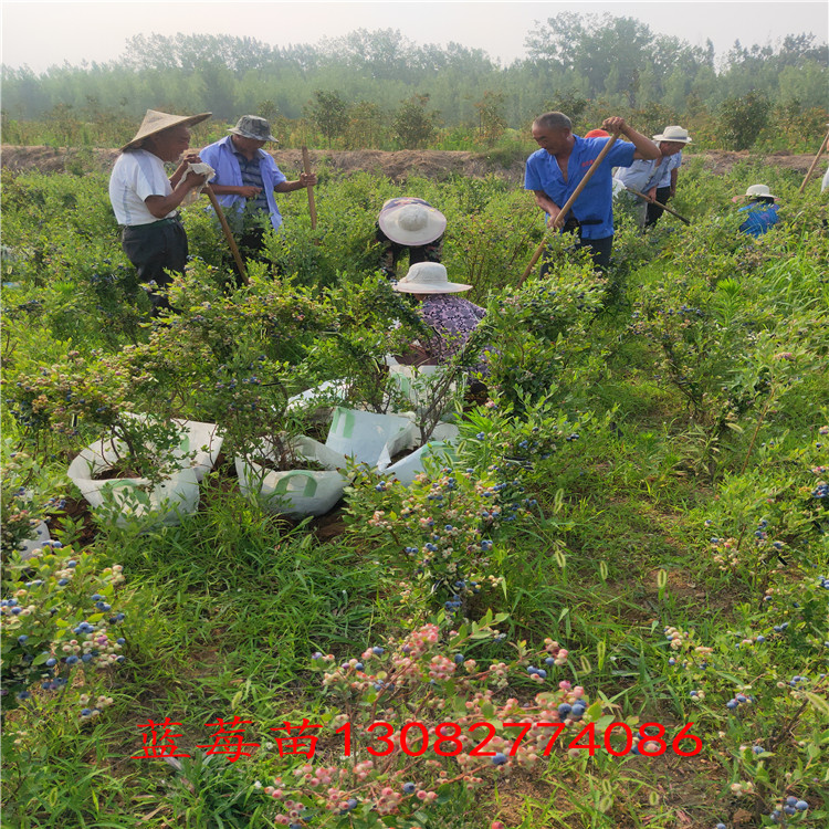 藍莓苗購買 便宜藍莓苗