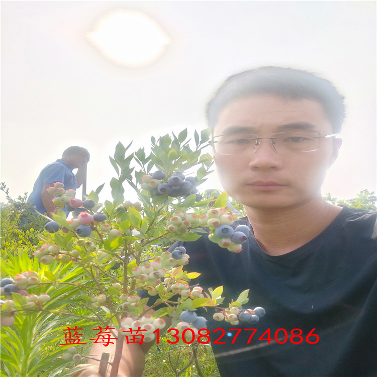 出售藍(lán)莓苗 藍(lán)莓幾年結(jié)果