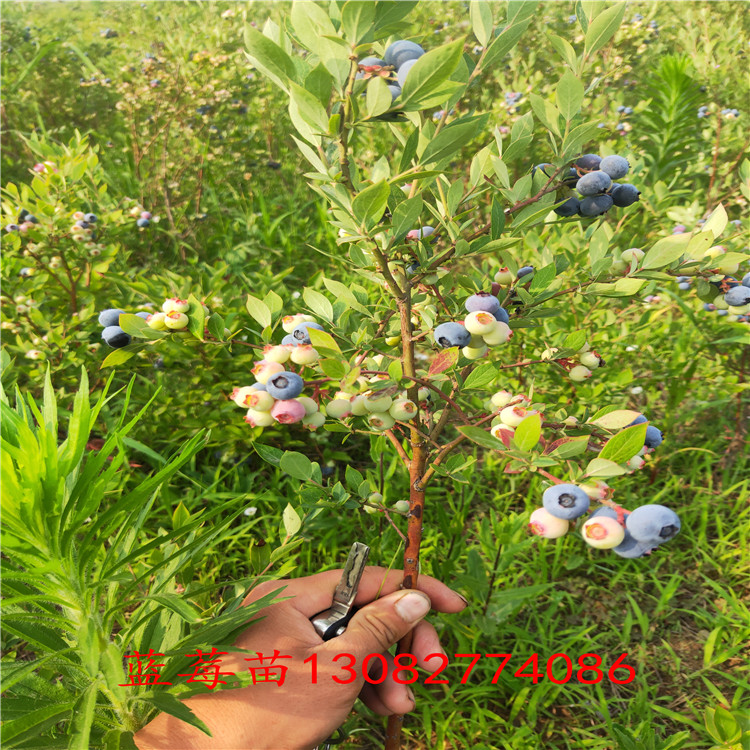 双丰蓝莓苗 蓝莓苗新品种