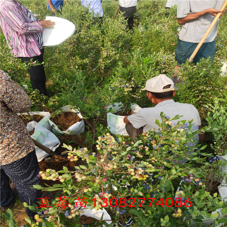 双丰蓝莓苗蓝莓苗种植技术、