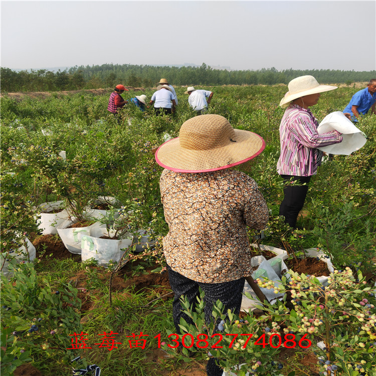 北陆蓝莓苗 薄雾蓝莓苗