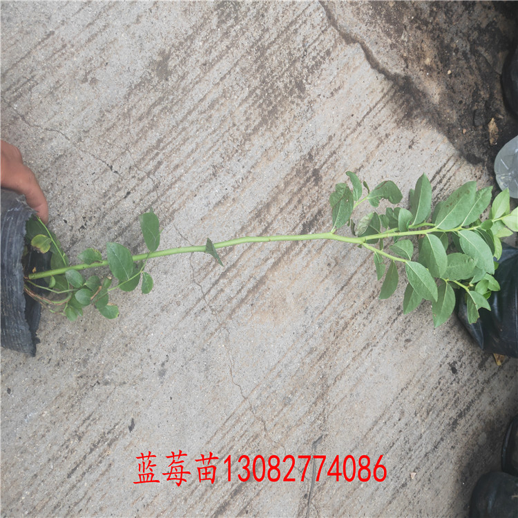 藍(lán)莓苗扦插 4年藍(lán)莓樹(shù)