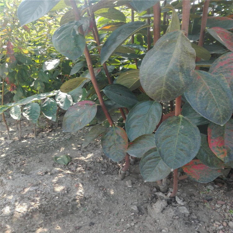 水果柿子 柿子樹批發(fā)基地