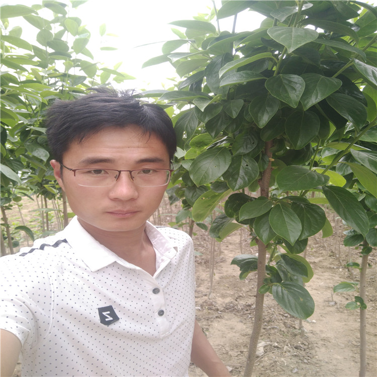 水果柿子 柿子樹批發(fā)基地