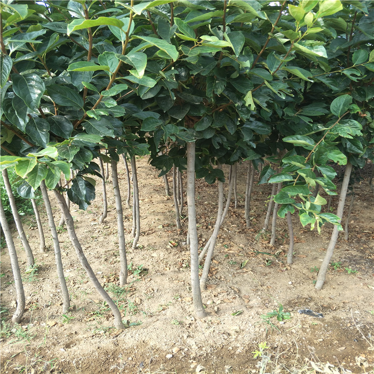 大规格柿子 柿子树种植技术