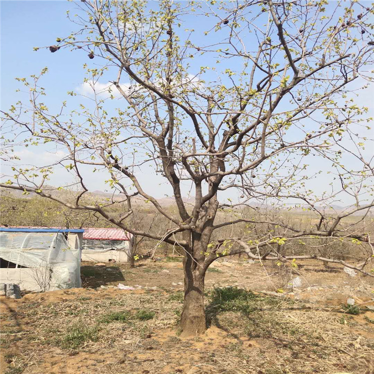 水果柿子 柿子樹批發(fā)基地