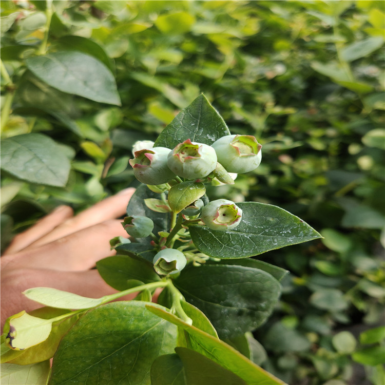 组培蓝莓苗基地 苔藓蓝莓苗 泰安蓝莓苗