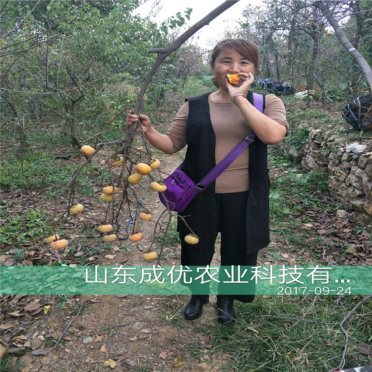水晶柿子樹苗新品種柿子