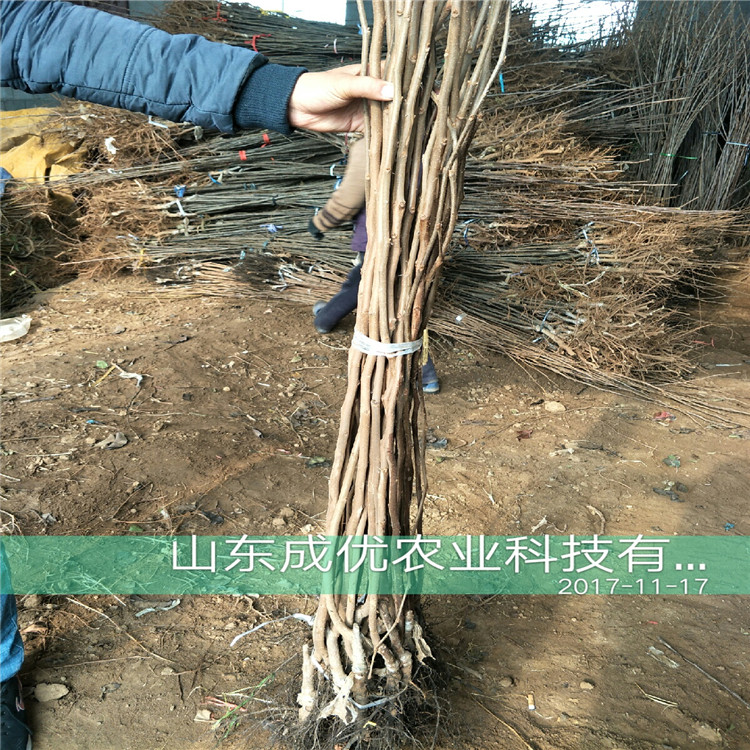 山东那里有柿子树苗 柿子树基地