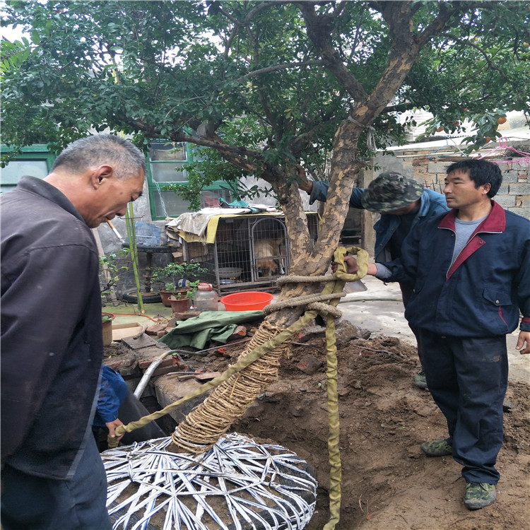 富平县柿子树苗 柿子树基地