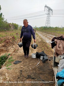 珍珠油杏树苗杏苗基地10公分杏树