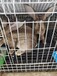 三峡门肉兔杂交野兔如何养殖
