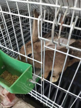 贵阳杂交野兔比利时兔的养殖技术和利润