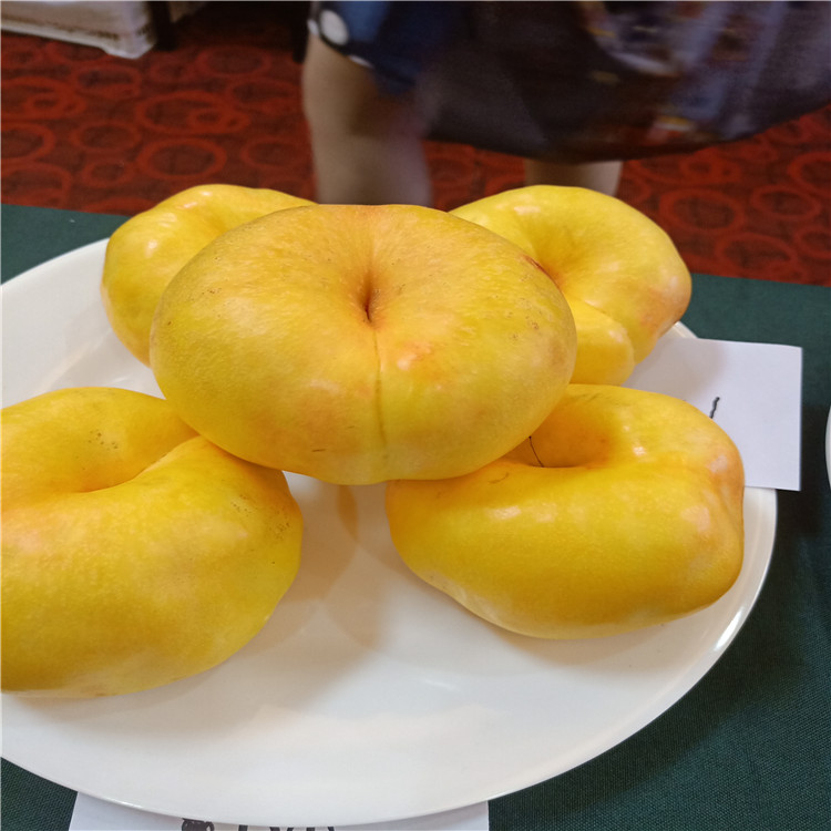 哪里賣全紅梨樹苗-3公分梨樹苗哪里賣