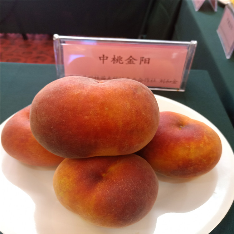 哪里有3公分梨樹苗-玉露香梨樹苗多少錢