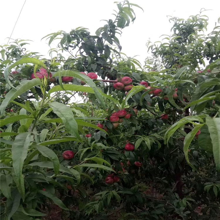 哪里出售晚秋黃梨樹苗-秋月梨樹苗多少錢一棵