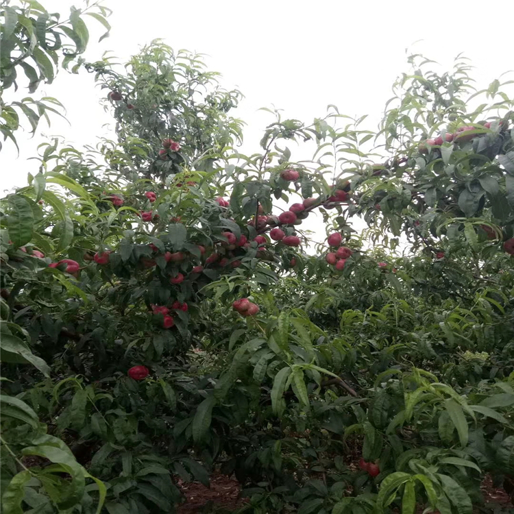 哪里批發(fā)早酥紅梨樹苗-梨樹苗價格哪里批發(fā)