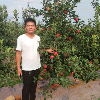 水蜜桃苹果树苗栽植技术5公分苹果树