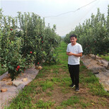 水蜜桃苹果树苗栽植技术5公分苹果树图片1