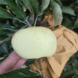 水蜜桃苹果树苗栽植技术5公分苹果树图片2
