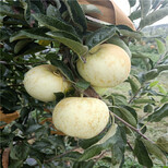 水蜜桃苹果树苗栽植技术5公分苹果树图片3