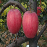 水蜜桃苹果树苗栽植技术5公分苹果树图片4