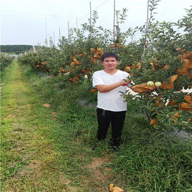 哪里有苹果苗-烟富8号苹果树苗哪里有