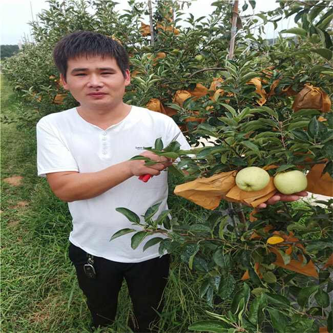 苹果树苗哪里有-微风苹果树苗哪里卖的、1公分苹果苗