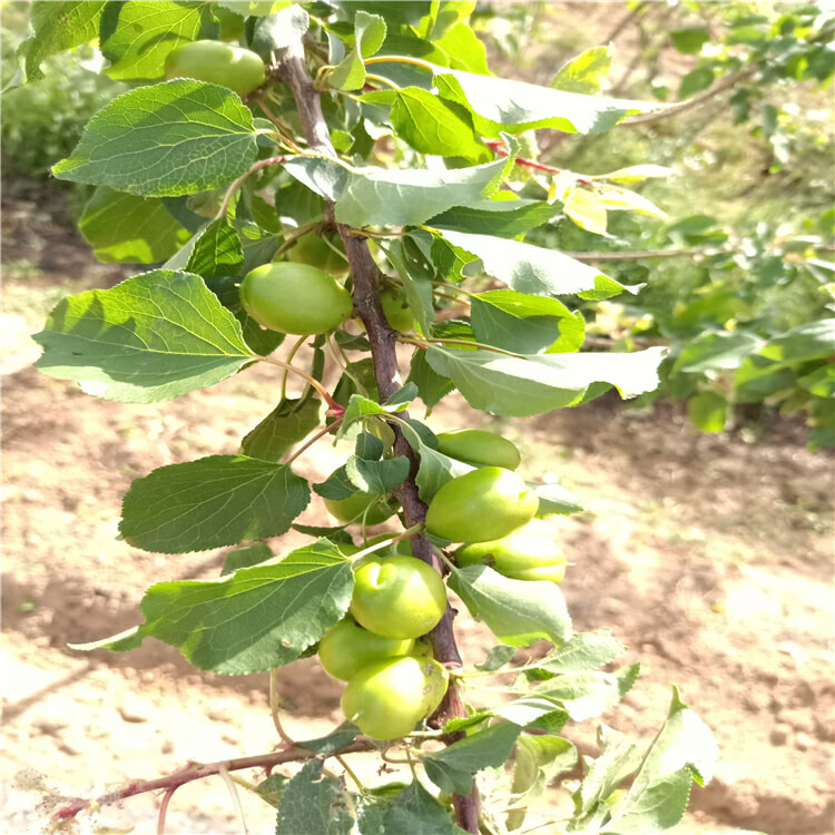 哪里有新品种苹果树苗-微风苹果树苗哪里出售