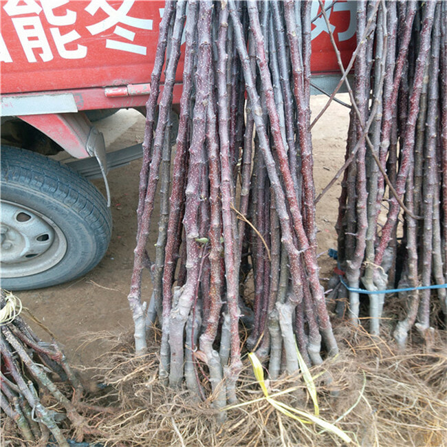 微风苹果树苗销售基地 新品种苹果树苗