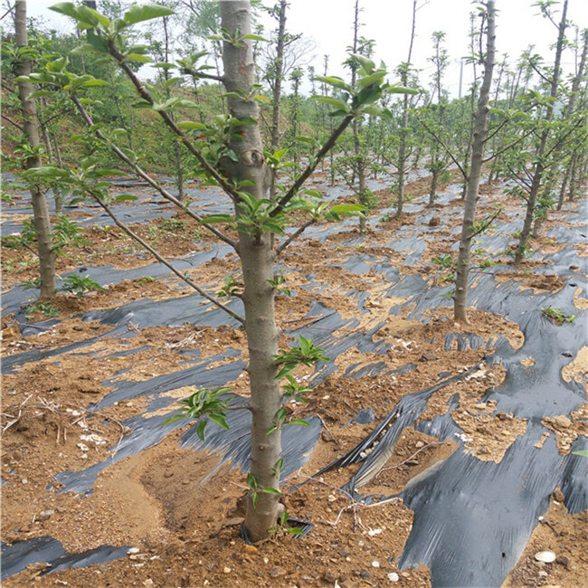 晚熟苹果树苗哪里有-维纳斯苹果苗基地价格-2公分苹果树苗