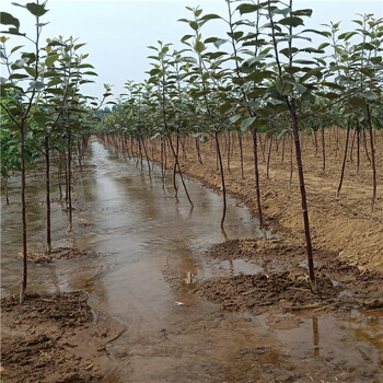 早熟蘋果樹苗哪里有賣的、火箭小蘋果樹苗基地價格-3-5公分蘋果樹
