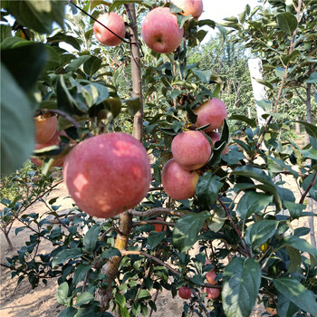 哪里批發(fā)蘋果樹苗-紅星蘋果苗哪里出售-3-5公分蘋果樹