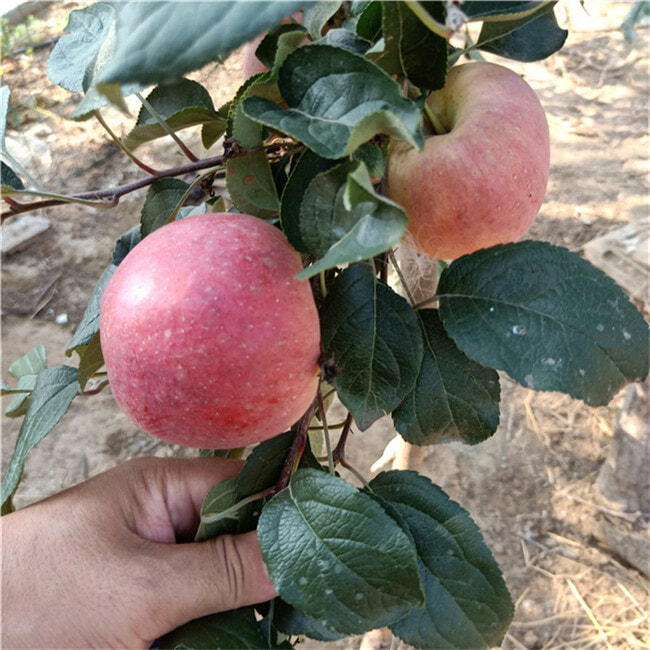 众成3号苹果苗栽植技术 受追捧苹果苗