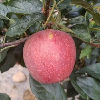哪里有晚熟蘋果樹苗紅星蘋果苗哪里有賣的、1公分蘋果苗