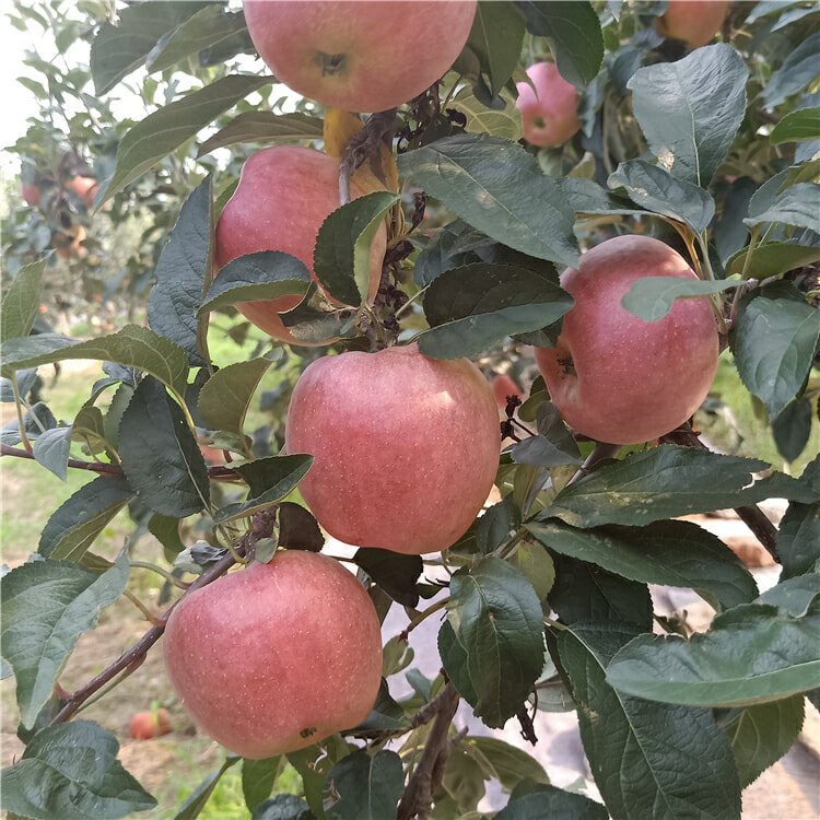 苹果树苗哪里卖-魔笛苹果树苗基地价格-3-5公分苹果树
