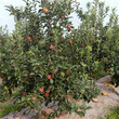 泰山小苹果树苗品种介绍早熟苹果树苗