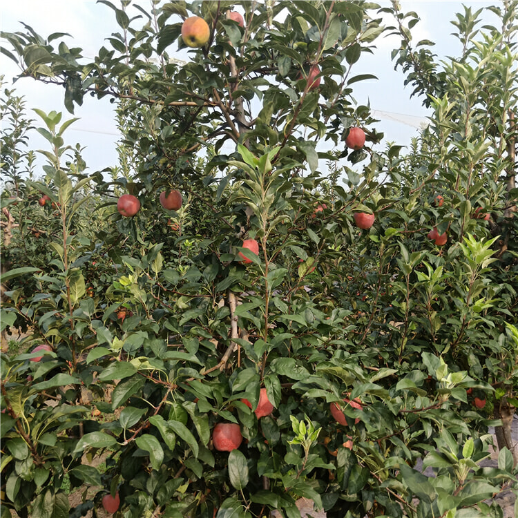 苹果树苗哪里卖-魔笛苹果树苗基地价格-3-5公分苹果树