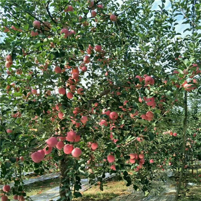 哪里卖维纳斯苹果苗-新品种苹果树苗哪里出售
