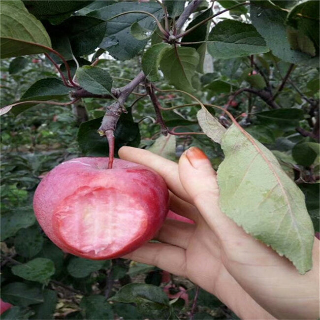 晚熟苹果树苗哪里有-红星苹果苗基地价格-3-5公分苹果树