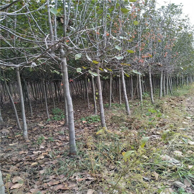 哪里有鲁丽苹果树苗-红肉苹果树苗哪里出售