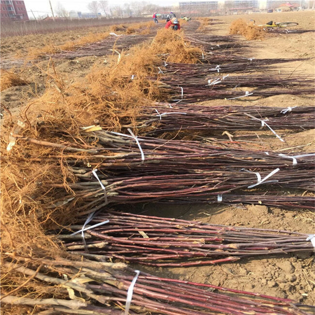 哪里有早熟苹果树苗、哪里卖鲁丽苹果树苗、3公分苹果树苗多少钱