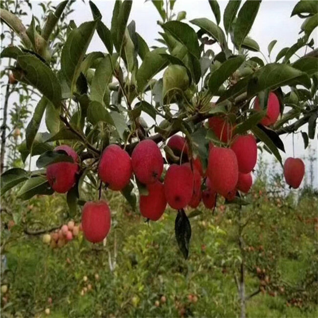 哪里批发红肉苹果树苗-早熟苹果树苗哪里出售