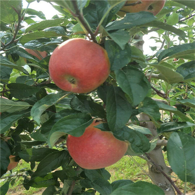 早熟苹果树苗哪里卖-红星苹果苗哪里出售-2公分苹果树苗