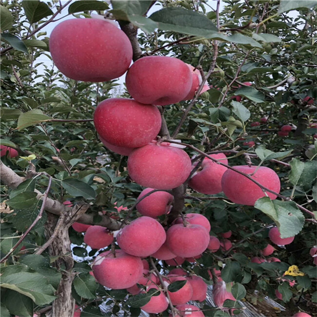 水蜜桃苹果树苗栽植技术 5公分苹果树