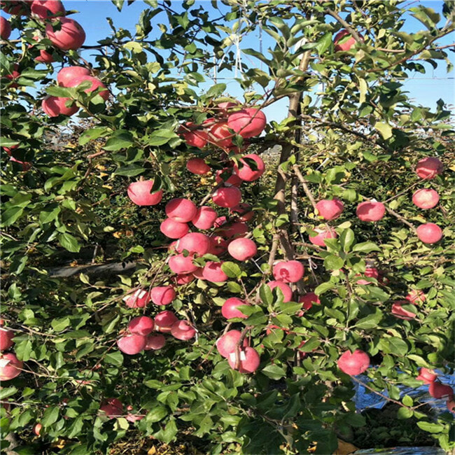 哪里卖苹果树苗-红星苹果苗哪里出售-3-5公分苹果树