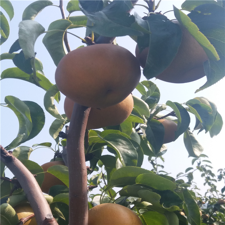 哪里批發(fā)金果梨樹苗-早酥紅梨樹苗多少錢一棵