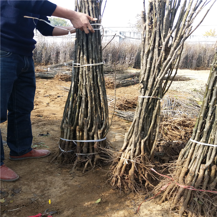 哪里賣全紅梨樹苗-3公分梨樹苗哪里賣