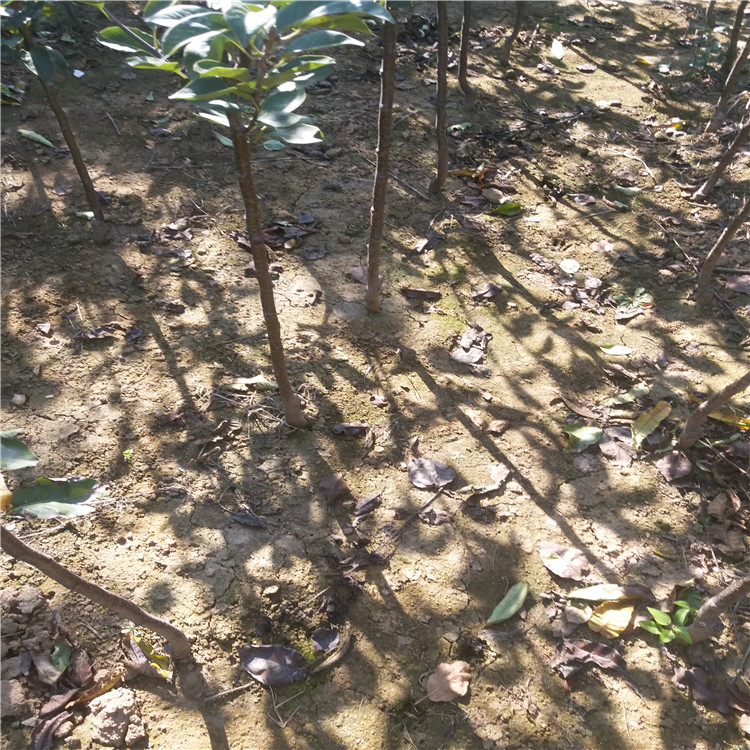 哪里出售金果梨樹苗-全紅梨樹苗哪里出售