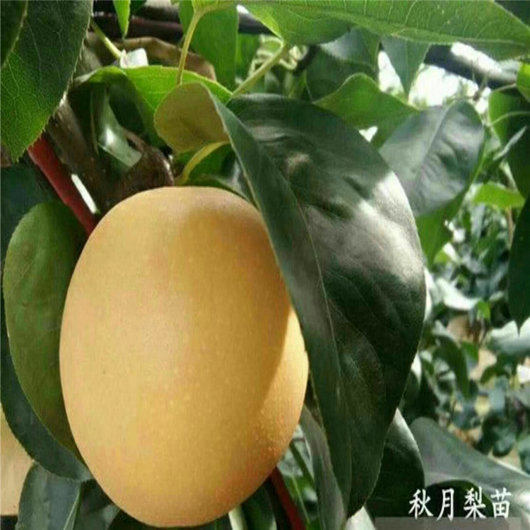 哪里出售秋月梨樹苗-批發(fā)梨樹苗哪里有賣的